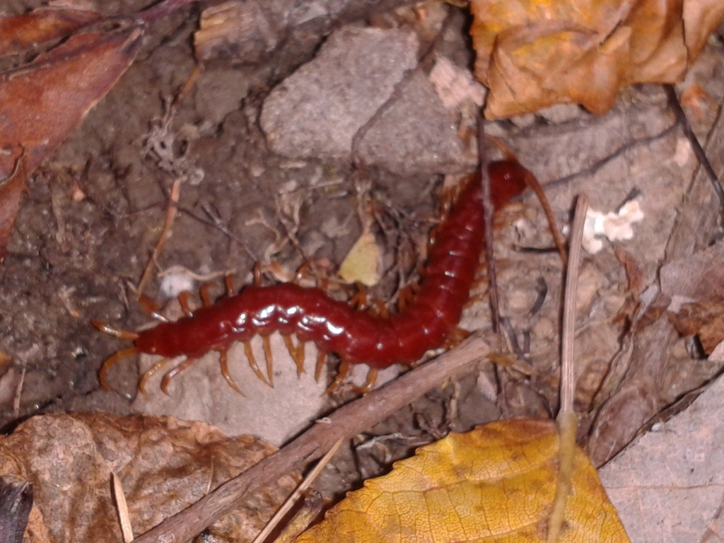 Lithobius Forficatus Arthropodes Du Co Vuillonnex · Inaturalist