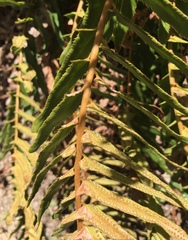 Polystichum imbricans