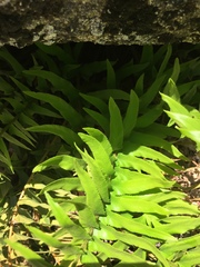 Polystichum imbricans