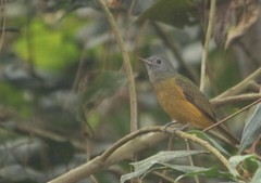 Mionectes rufiventris