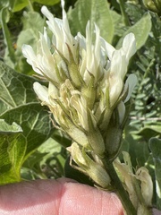 Astragalus hoodianus