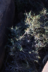 Amphiglossa triflora