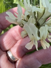 Astragalus hoodianus
