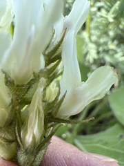 Astragalus hoodianus