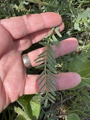 Astragalus hoodianus
