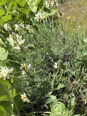 Astragalus hoodianus