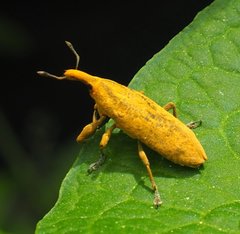 Lixus concavus