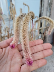 Celosia argentea argentea