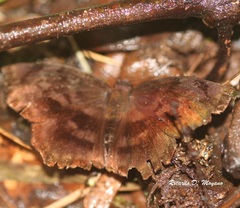 Achlyodes busirus rioja