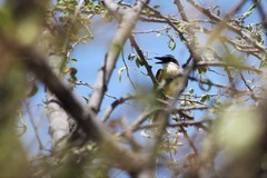 Pitangus sulphuratus