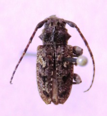 Aegomorphus circumflexus