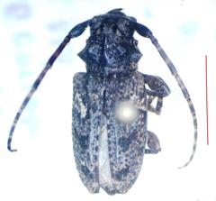 Aegomorphus circumflexus
