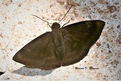 Aethilla echina coracina