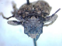 Aegomorphus circumflexus