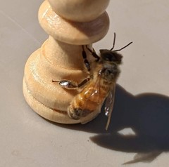 Apis mellifera
