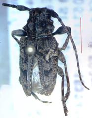Aegomorphus circumflexus