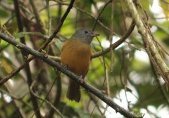 Mionectes rufiventris