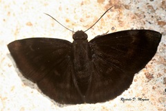Aethilla echina coracina