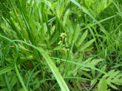 Carex seorsa