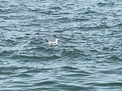 Larus