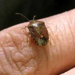 Dryadocoris apicalis