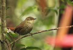 Syndactyla rufosuperciliata