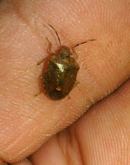 Dryadocoris apicalis