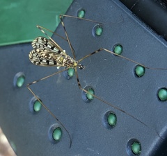Metalimnobia cinctipes