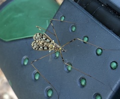Metalimnobia cinctipes
