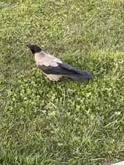 Corvus cornix