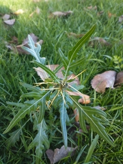 Xanthium spinosum