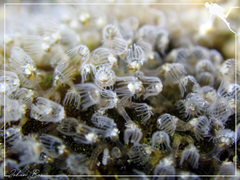 Entoprocta