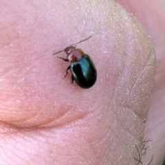 Podagrica fuscicornis