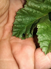 Podagrica fuscicornis