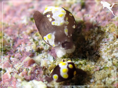 Colpodaspis thompsoni