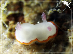 Goniobranchus rubrocornutus