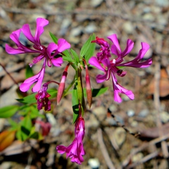 Clarkia concinna