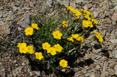 Linum campanulatum
