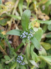 Valerianella locusta