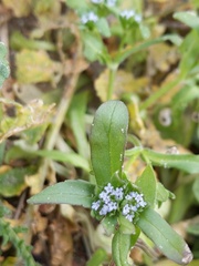 Valerianella locusta