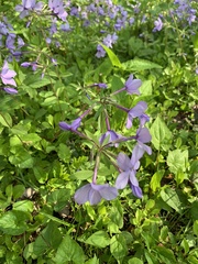 Phlox stolonifera