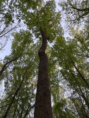 Liriodendron