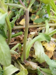 Valerianella locusta