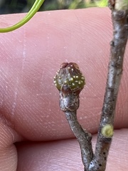 Callirhytis middletoni