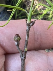 Callirhytis middletoni