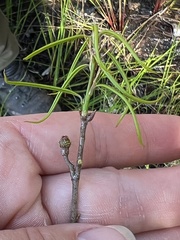 Callirhytis middletoni