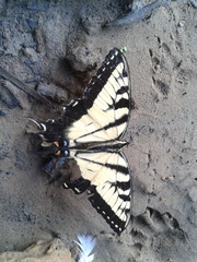 Papilio glaucus glaucus