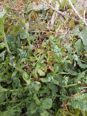 Valerianella locusta