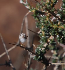Amphiglossa triflora