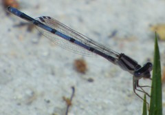 Enallagma doubledayi